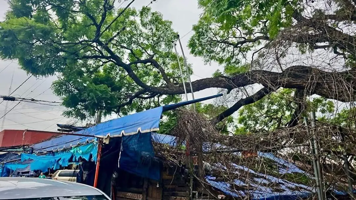 Caída de árbol